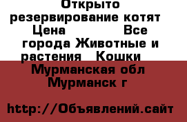 Открыто резервирование котят › Цена ­ 15 000 - Все города Животные и растения » Кошки   . Мурманская обл.,Мурманск г.